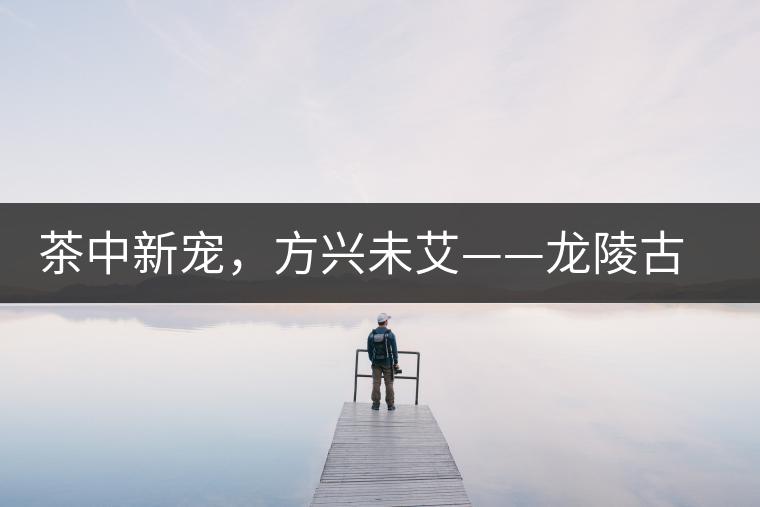 茶中新寵，方興未艾——龍陵古樹茶介紹