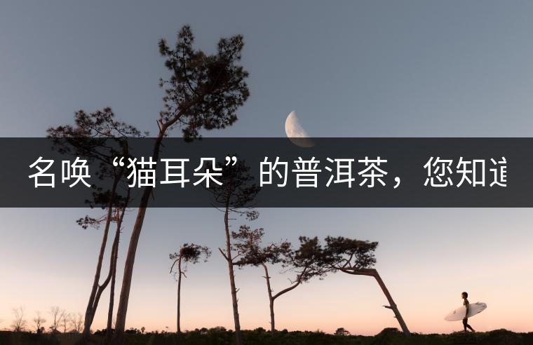 名喚“貓耳朵”的普洱茶，您知道嗎、