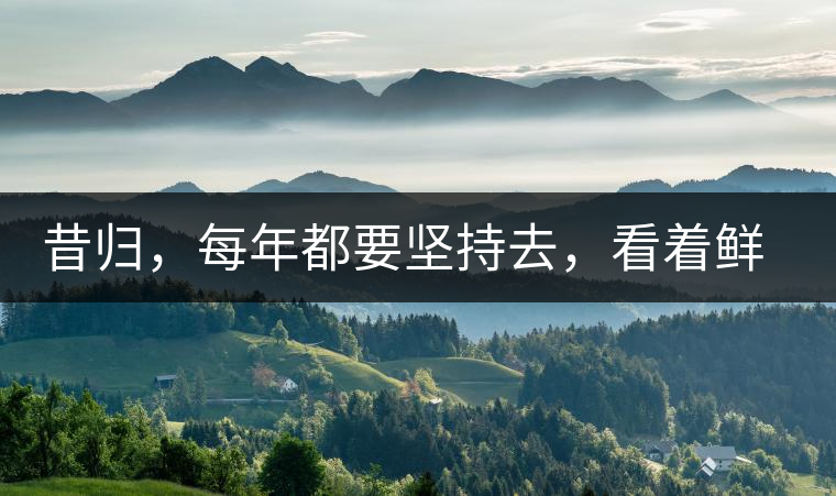 昔歸，每年都要堅(jiān)持去，看著鮮葉都是香甜的