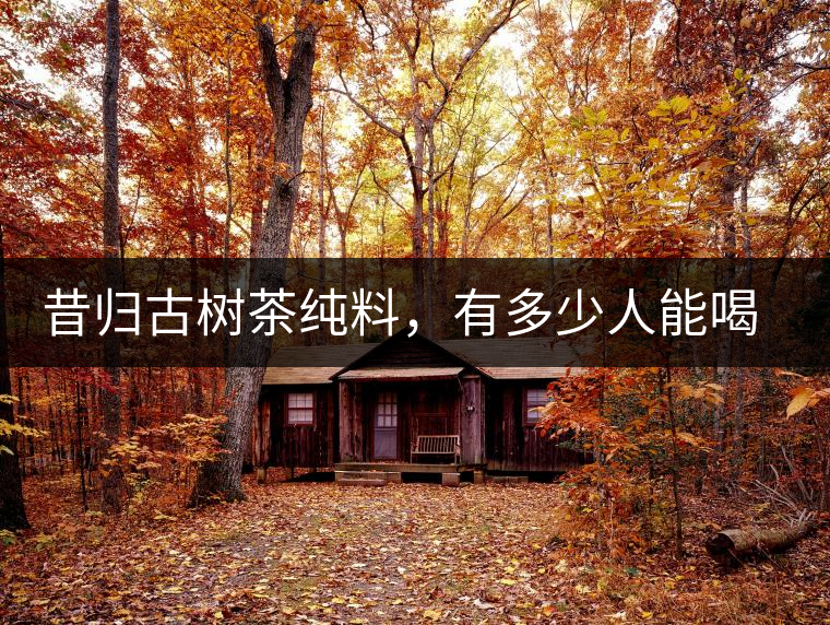 昔歸古樹茶純料，有多少人能喝到真品