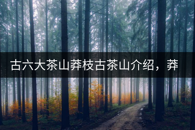 古六大茶山莽枝古茶山介紹，莽枝古樹茶口感特點