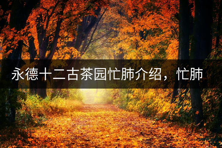 永德十二古茶園忙肺介紹，忙肺茶特點(diǎn)