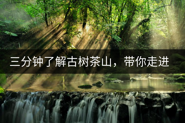 三分鐘了解古樹茶山，帶你走進(jìn)易武大漆樹古樹茶