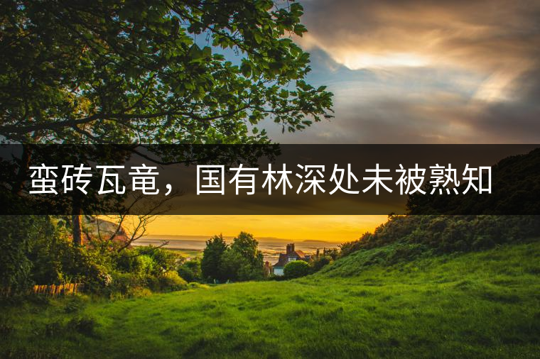 蠻磚瓦竜，國有林深處未被熟知的山頭