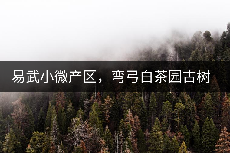 易武小微產(chǎn)區(qū)，彎弓白茶園古樹茶介紹