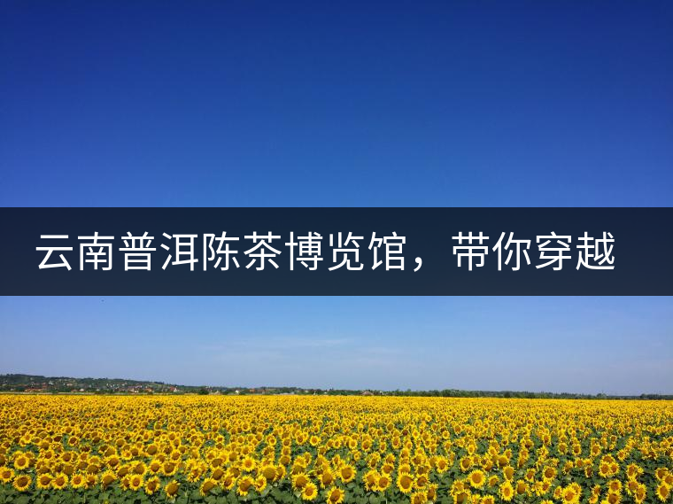 云南普洱陳茶博覽館，帶你穿越時光，品普洱老茶