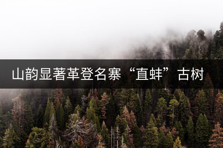 山韻顯著革登名寨“直蚌”古樹(shù)茶特點(diǎn)介紹