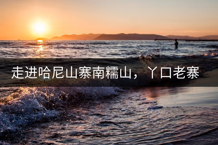 走進(jìn)哈尼山寨南糯山，丫口老寨普洱茶特點