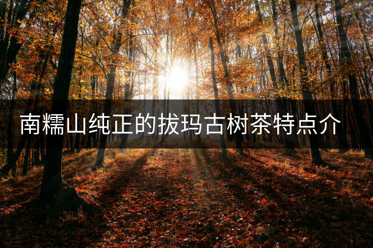 南糯山純正的拔瑪古樹茶特點(diǎn)介紹