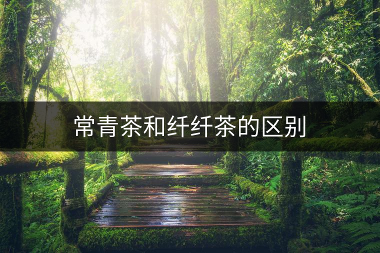 常青茶和纖纖茶的區(qū)別 常青茶和纖纖茶的區(qū)別