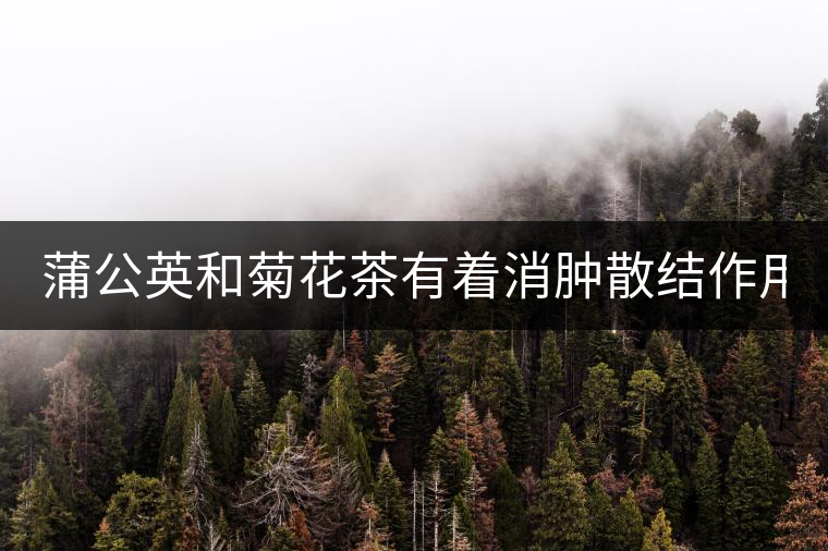 蒲公英和菊花茶有著消腫散結(jié)作用！