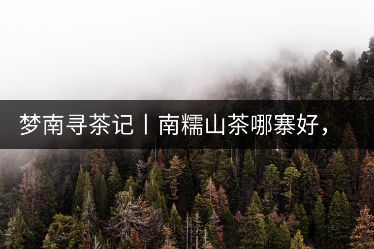 夢(mèng)南尋茶記丨南糯山茶哪寨好，半坡老寨數(shù)第一