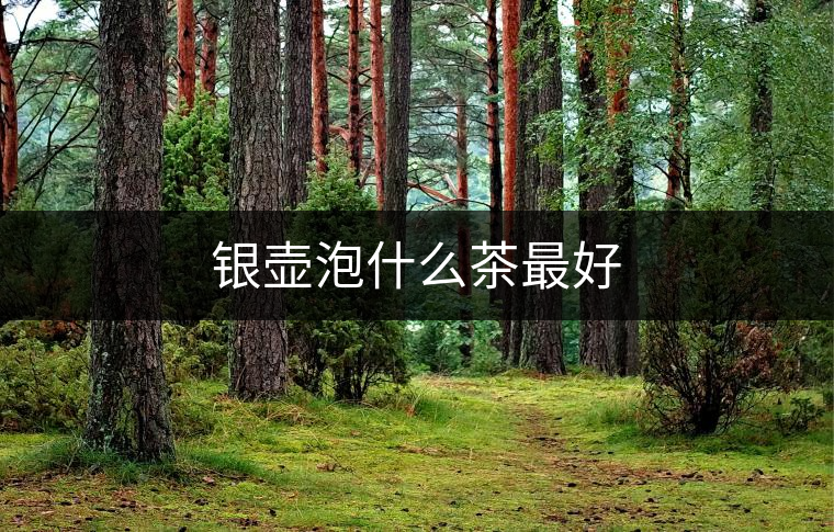 銀壺泡什么茶最好 銀壺泡什么茶最好