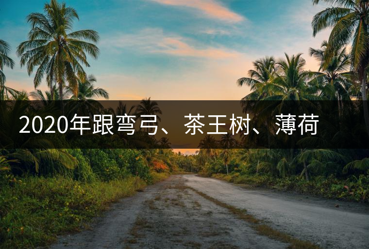 2020年跟彎弓、茶王樹、薄荷塘屬于同一山脈的神秘山頭-易武中聘號