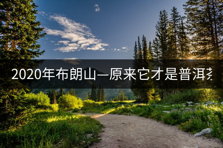 2020年布朗山—原來(lái)它才是普洱茶中的NO.1-易武中聘號(hào)