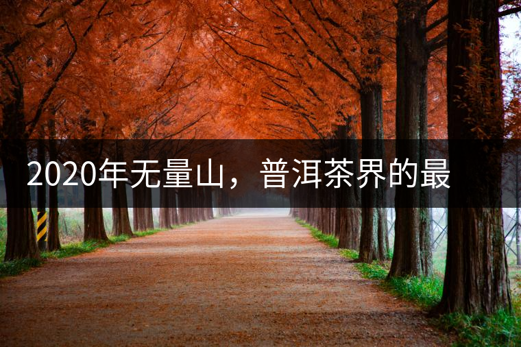 2020年無量山，普洱茶界的最后一匹“黑馬”-易武中聘號