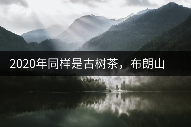 2020年同樣是古樹茶，布朗山曼糯與勐往曼糯各有什特點(diǎn)？-易武中聘號(hào)