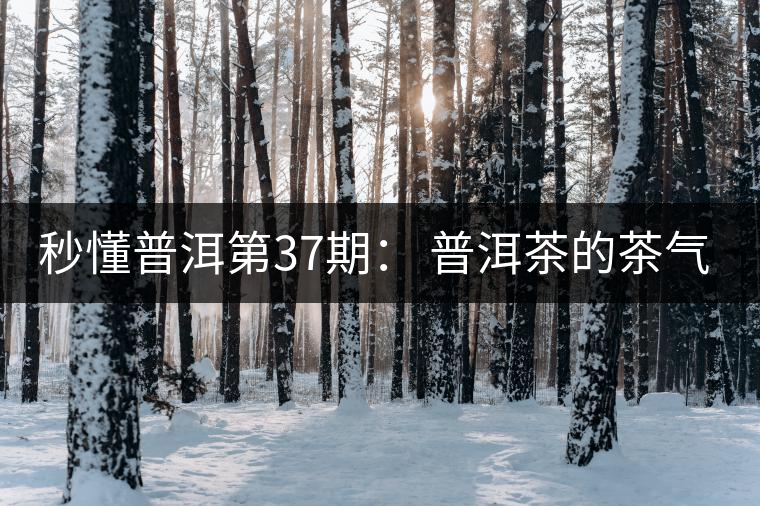 秒懂普洱第37期： 普洱茶的茶氣到底是什么？