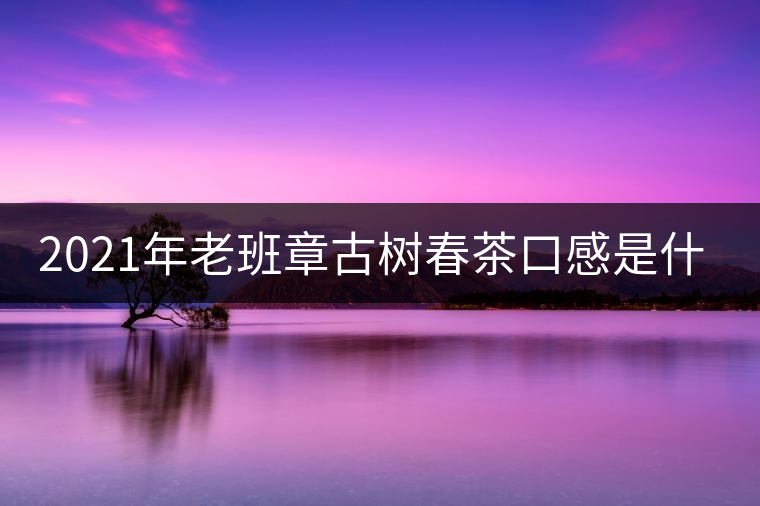 2021年老班章古樹春茶口感是什么？