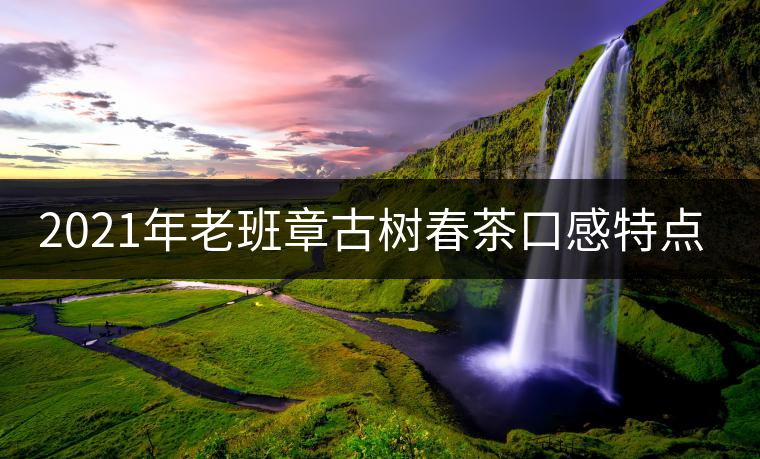 2021年老班章古樹春茶口感特點(diǎn)？
