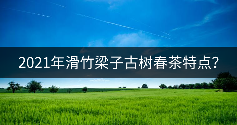 2021年滑竹梁子古樹春茶特點(diǎn)？
