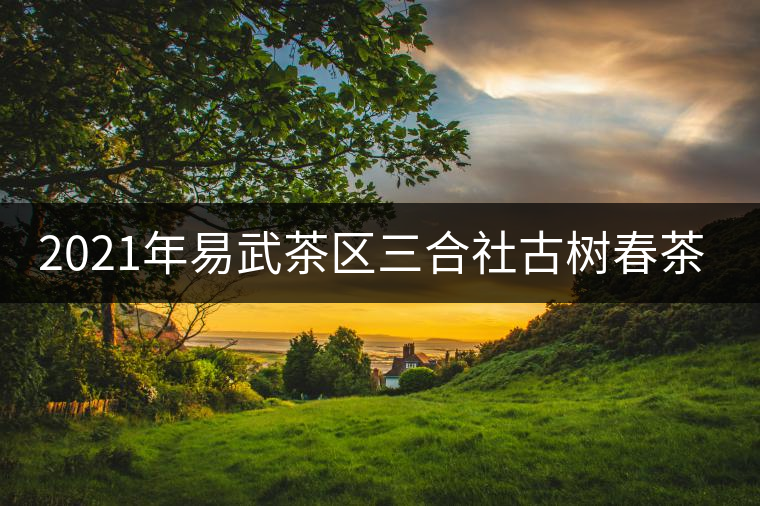 2021年易武茶區(qū)三合社古樹(shù)春茶特點(diǎn)
