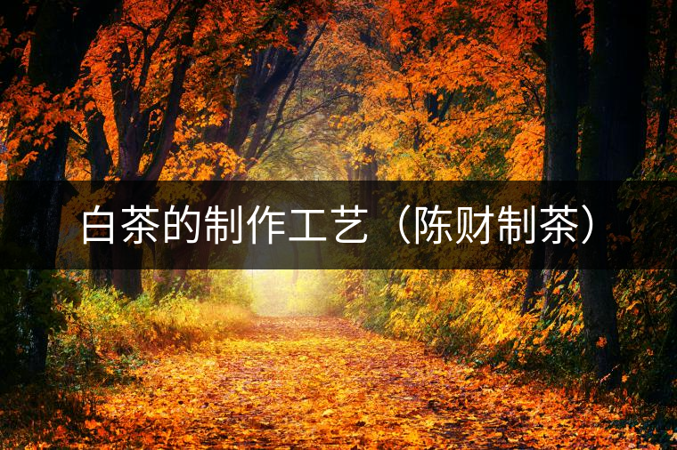 白茶的制作工藝（陳財(cái)制茶）