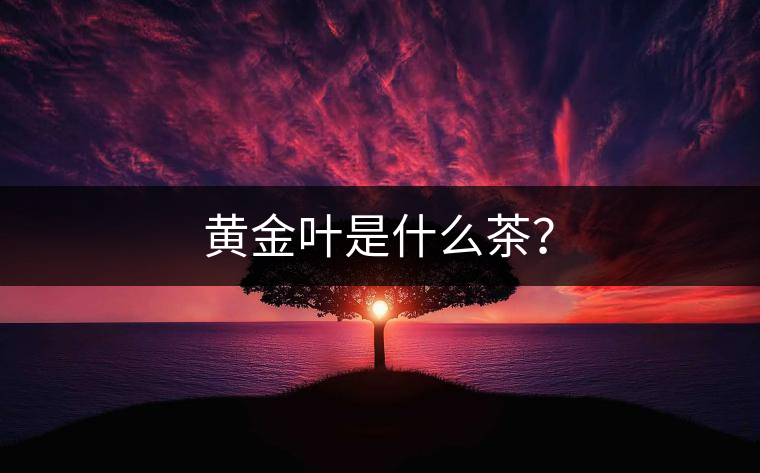 黃金葉是什么茶？