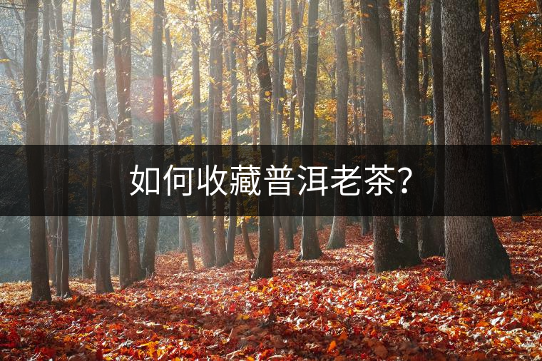 如何收藏普洱老茶？