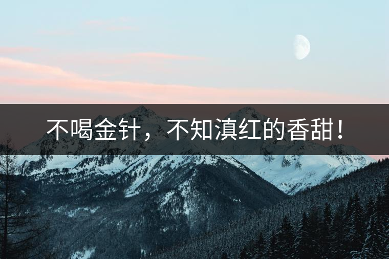 不喝金針，不知滇紅的香甜！