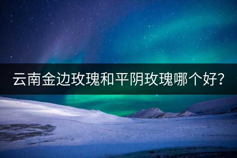 云南金邊玫瑰和平陰玫瑰哪個(gè)好？