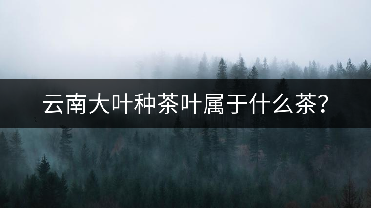 云南大葉種茶葉屬于什么茶？