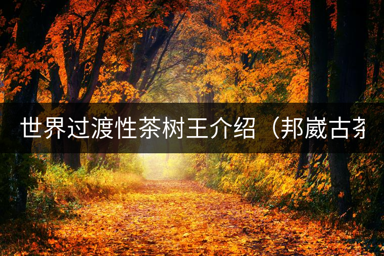 世界過渡性茶樹王介紹(邦崴古茶樹) 世界過渡性茶樹王介紹(邦崴古茶樹)