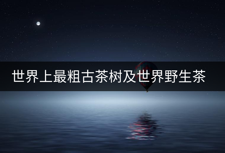 世界上最粗古茶樹及世界野生茶樹王介紹