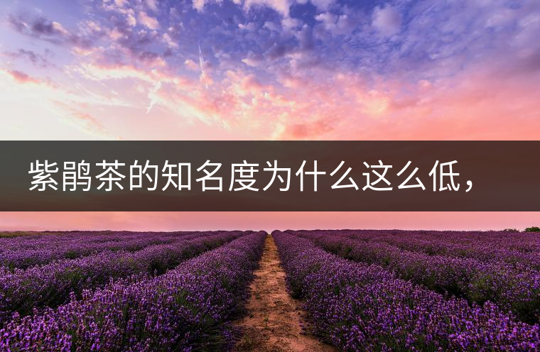 紫鵑茶的知名度為什么這么低，適合做成生茶還是熟茶？