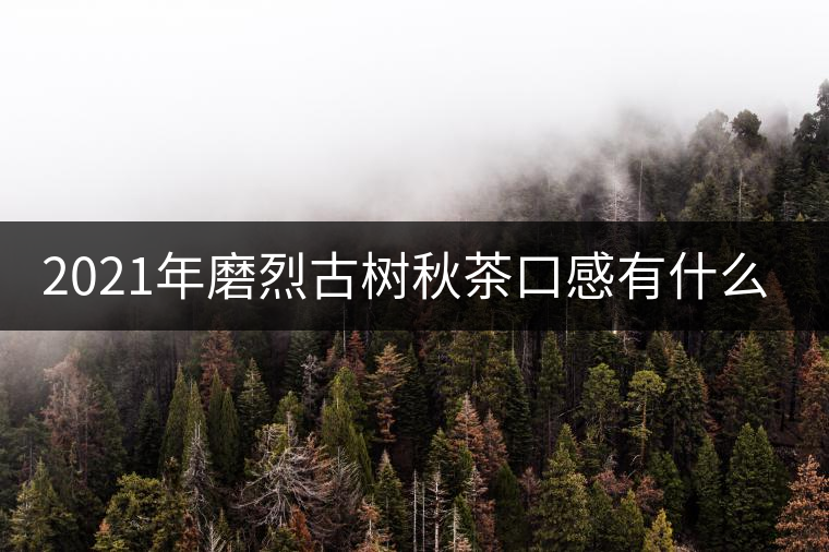 2021年磨烈古樹秋茶口感有什么特點？