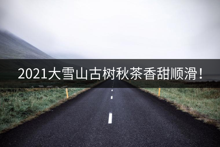 2021大雪山古樹秋茶香甜順滑！