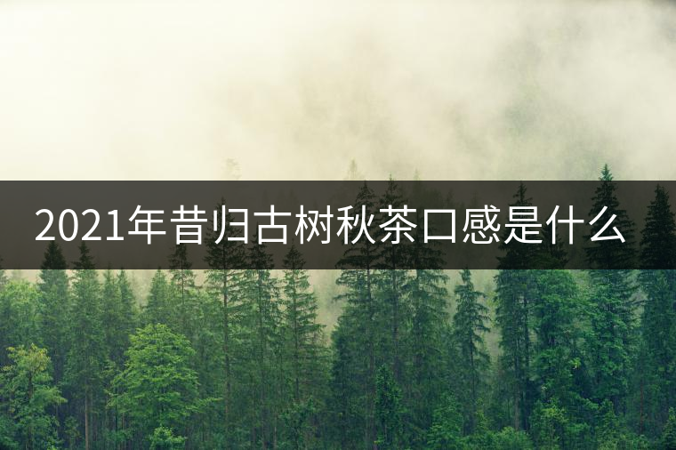 2021年昔歸古樹秋茶口感是什么？