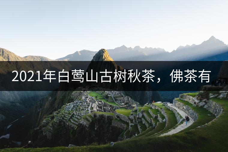 2021年白鶯山古樹秋茶，佛茶有什么魅力？