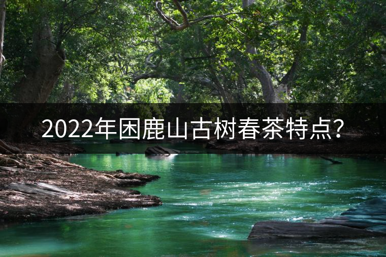 2022年困鹿山古樹春茶特點？