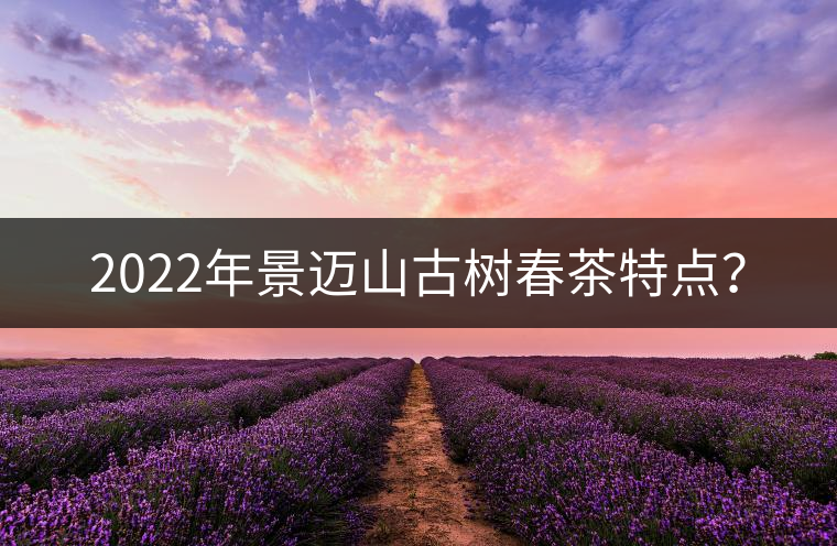 2022年景邁山古樹春茶特點？