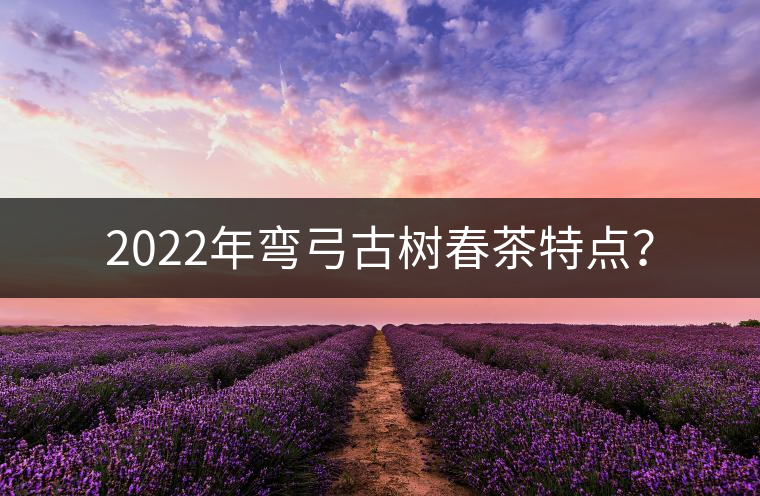 2022年彎弓古樹(shù)春茶特點(diǎn)？