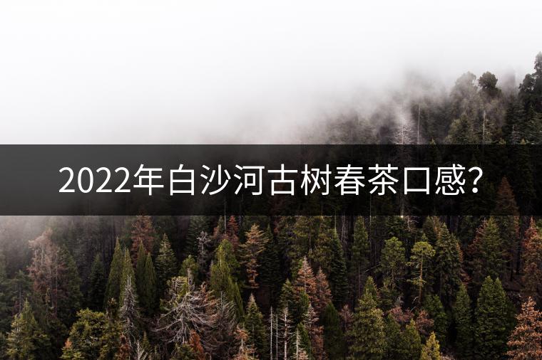 2022年白沙河古樹春茶口感？