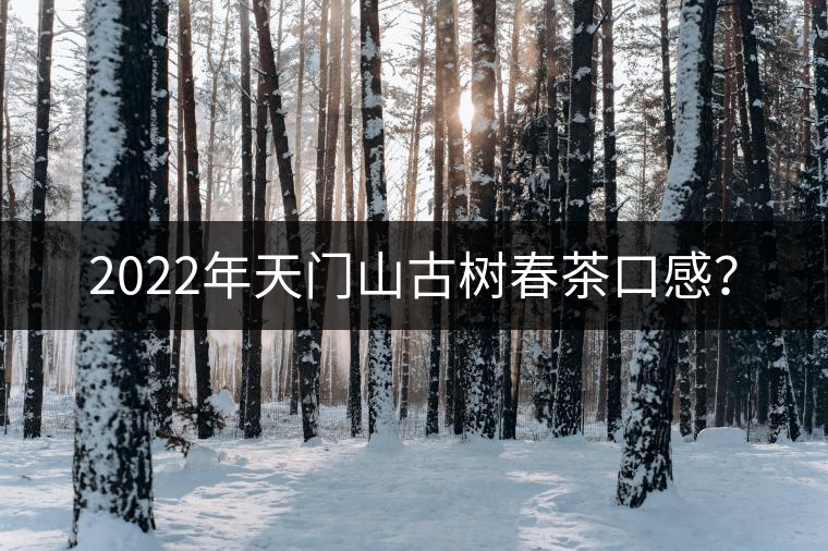 2022年天門山古樹春茶口感？