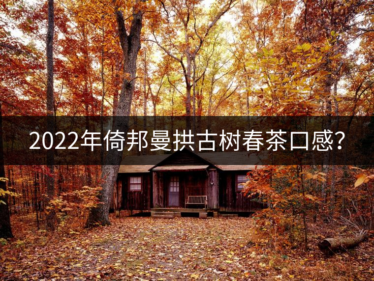 2022年倚邦曼拱古樹春茶口感？