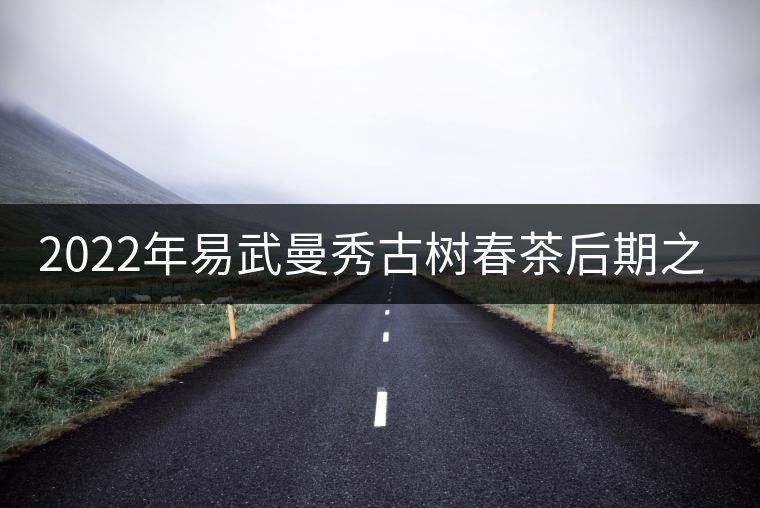 2022年易武曼秀古樹春茶后期之秀口感？