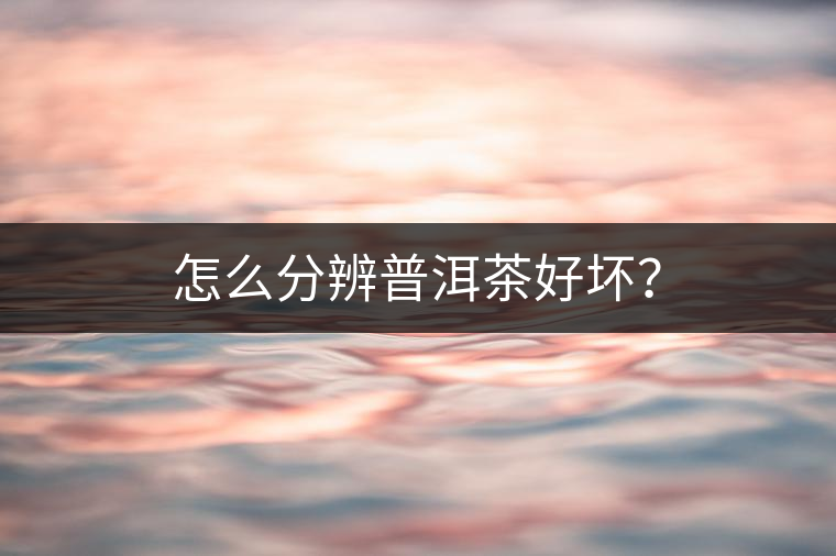 怎么分辨普洱茶好壞？