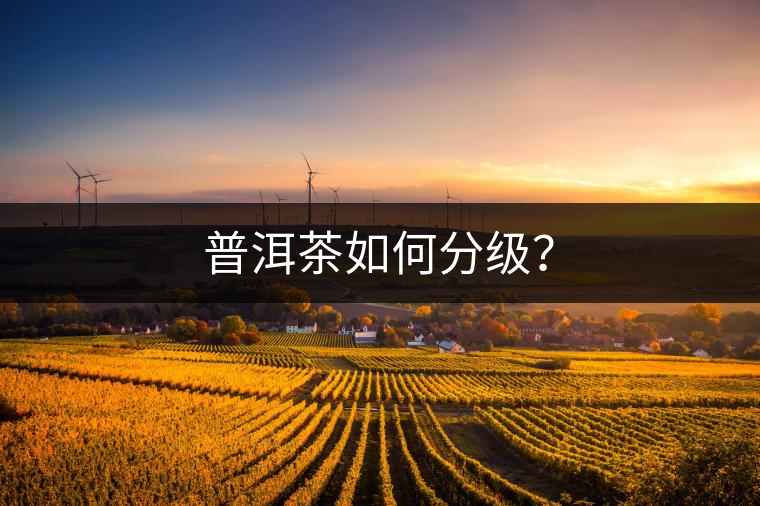 普洱茶如何分級(jí)？