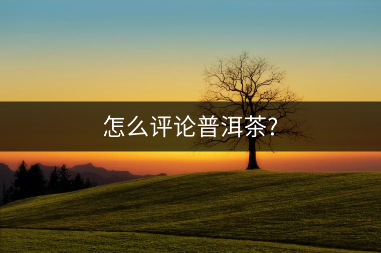 怎么評(píng)論普洱茶?