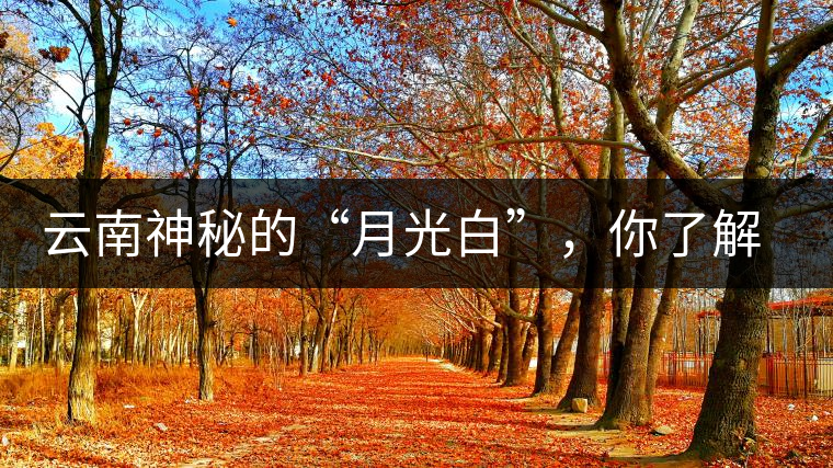云南神秘的“月光白”，你了解多少？